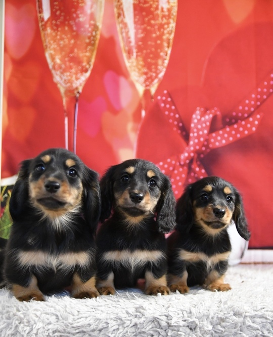 静岡のカニンヘンダックス専門ブリーダー「Dog Green Garden」