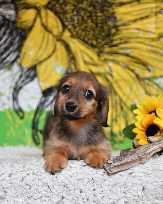静岡のカニンヘンダックス専門ブリーダー「Dog Green Garden」